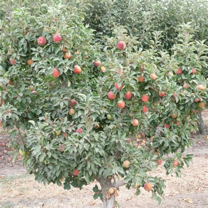 Can you buy small apple trees?