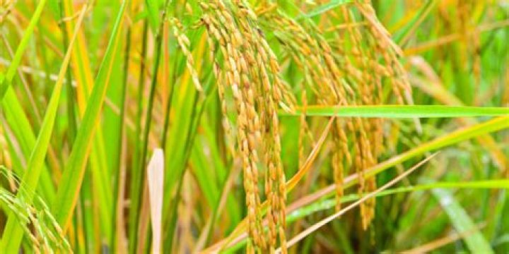 Does rice grow naturally in Mexico?