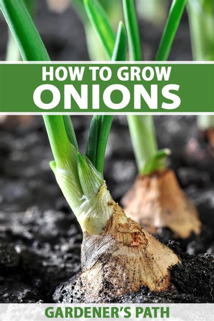 How do you grow green onions commercially?