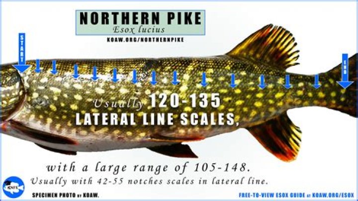 Is it legal to marry own sister?