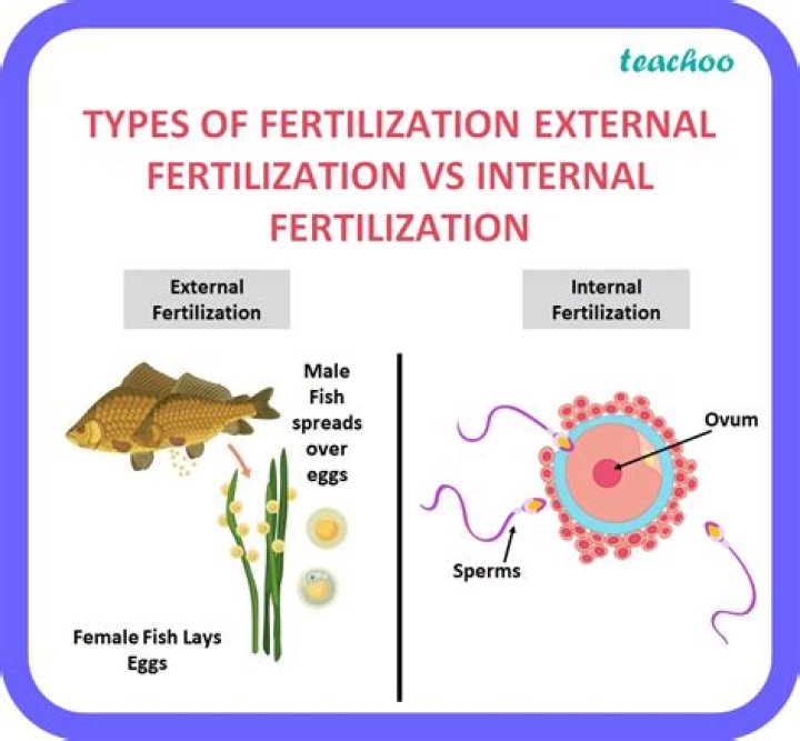 What is external and internal growth?