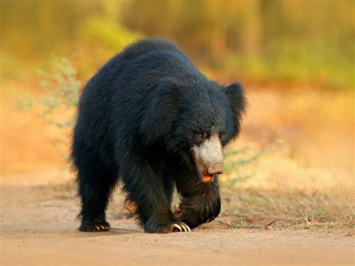 What is more dangerous than a bear?